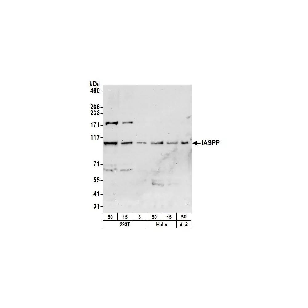 Rabbit anti-iASPP Antibody, Affinity Purified