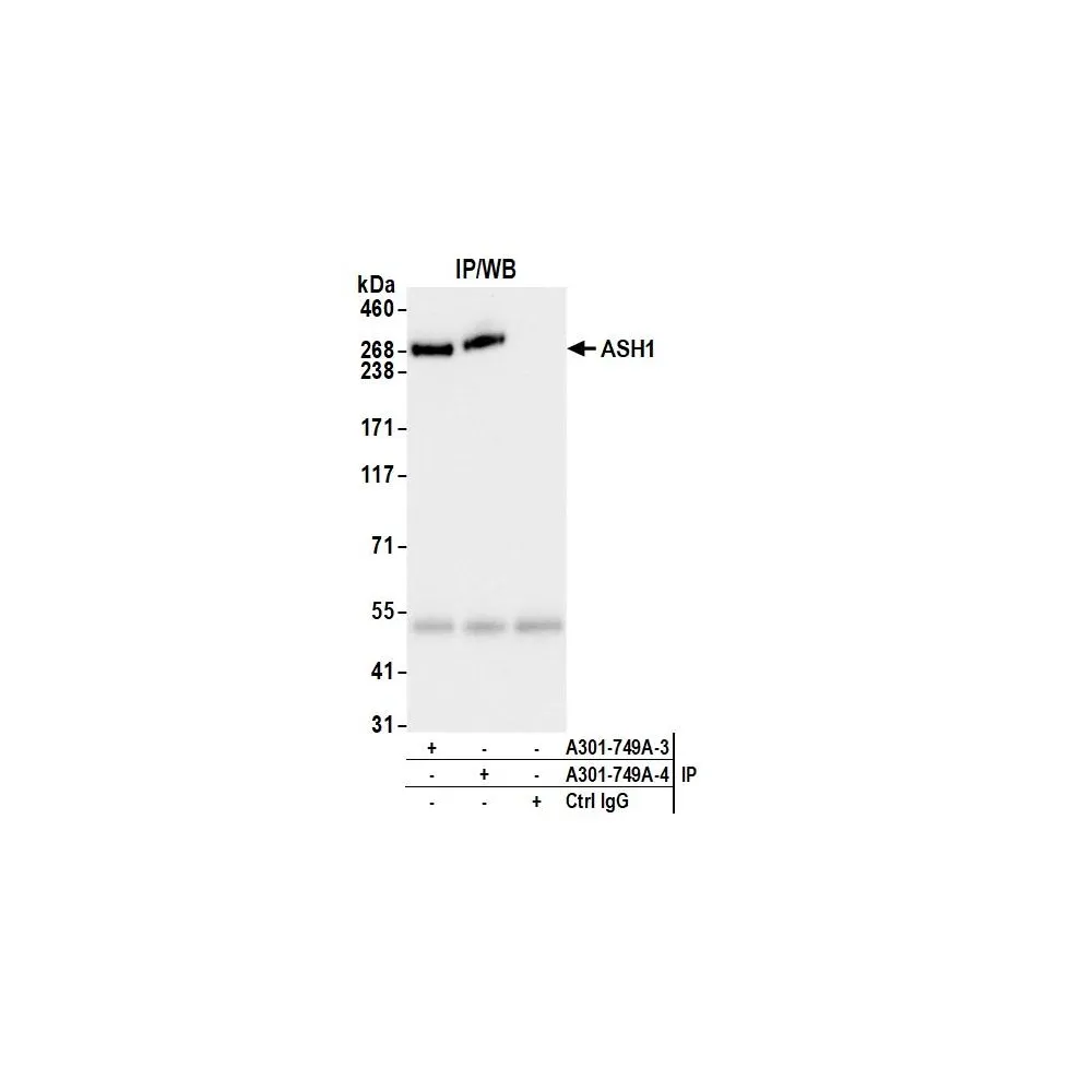 Rabbit anti-ASH1 Antibody, Affinity Purified