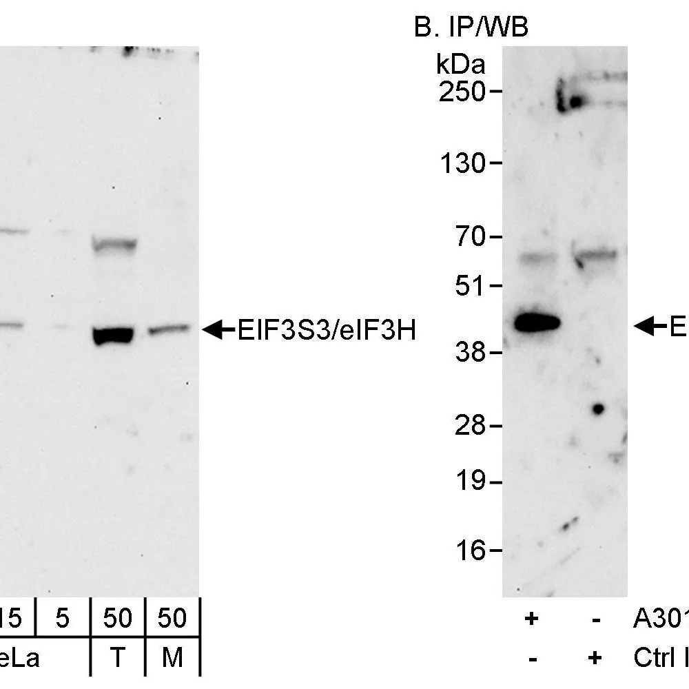 Rabbit anti-eIF3H/EIF3S3 Antibody, Affinity Purified