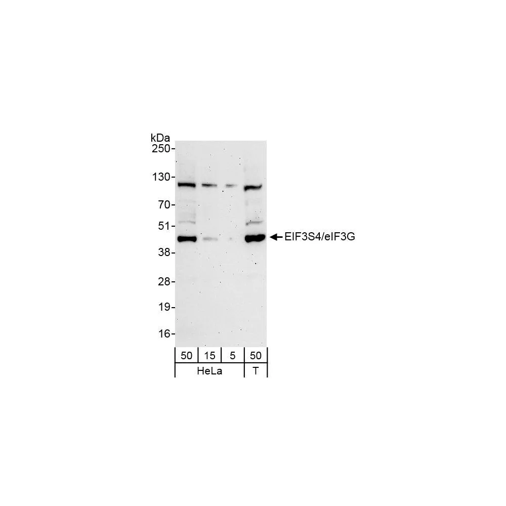 Rabbit anti-eIF3G/EIF3S4 Antibody, Affinity Purified
