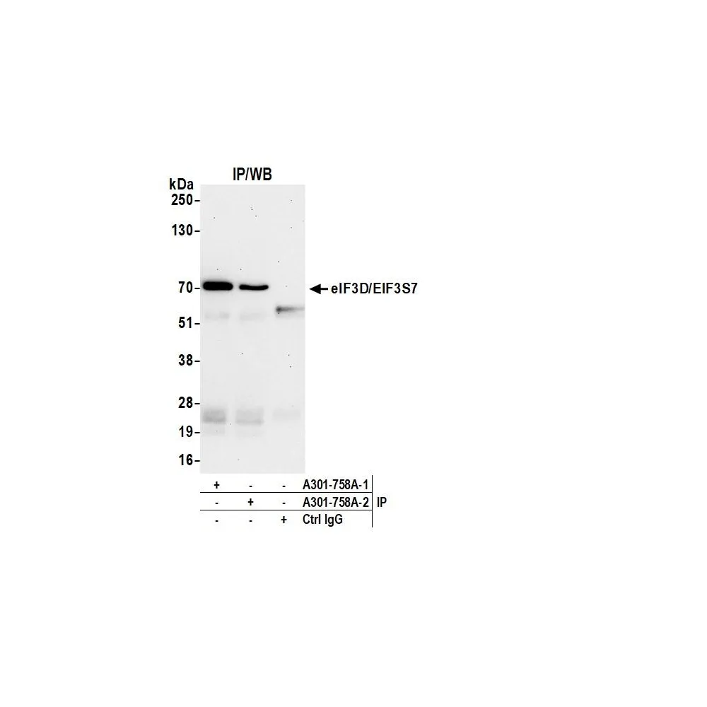 Rabbit anti-eIF3D/EIF3S7 Antibody, Affinity Purified