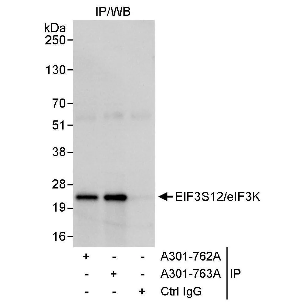 Rabbit anti-eIF3K/EIF3S12 Antibody, Affinity Purified