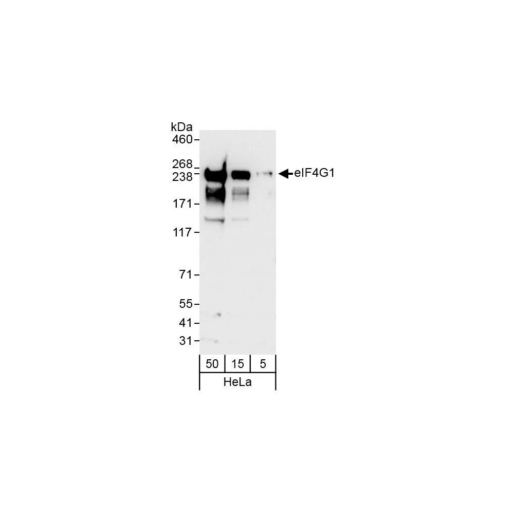 Rabbit anti-eIF4G1/eIF4GI Antibody, Affinity Purified