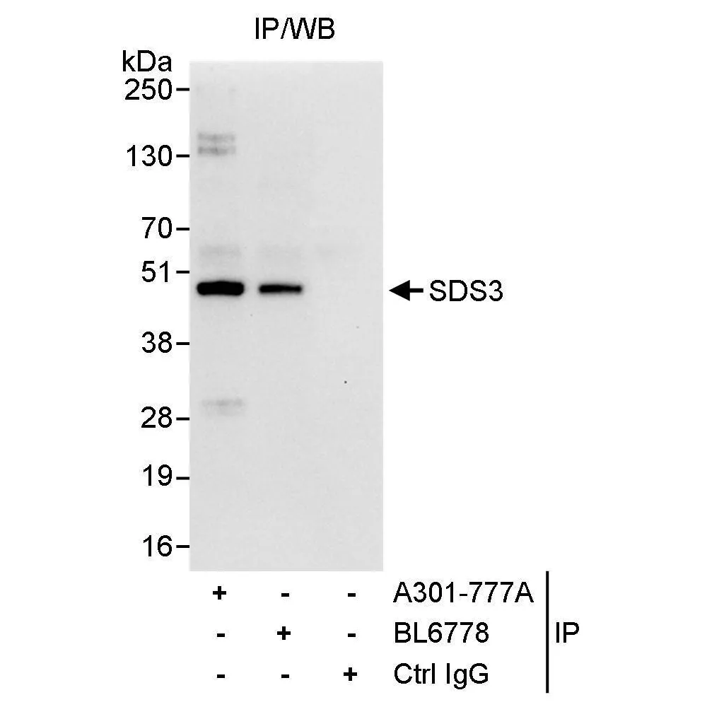 Rabbit anti-SDS3 Antibody, Affinity Purified
