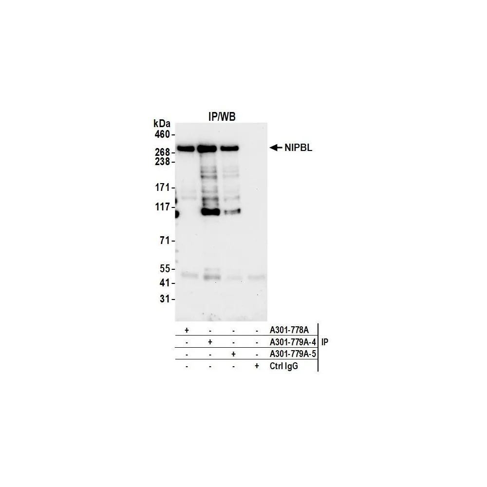 Rabbit anti-NIPBL Antibody, Affinity Purified