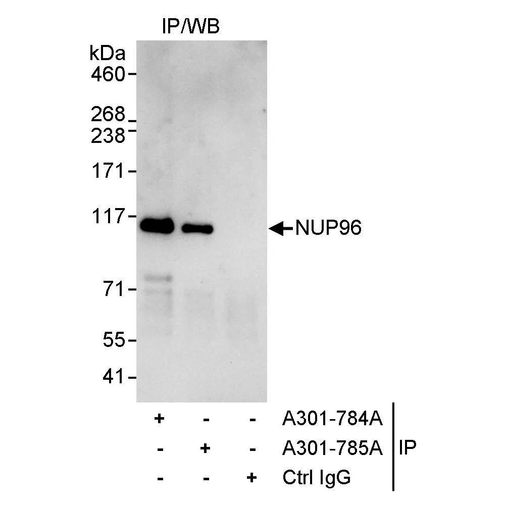 Rabbit anti-NUP96 Antibody, Affinity Purified