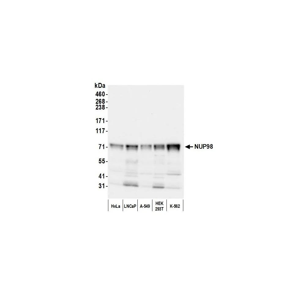 Rabbit anti-NUP98 Antibody, Affinity Purified