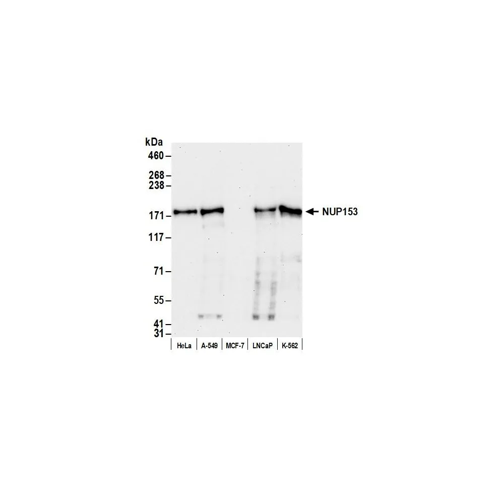 Rabbit anti-NUP153 Antibody, Affinity Purified