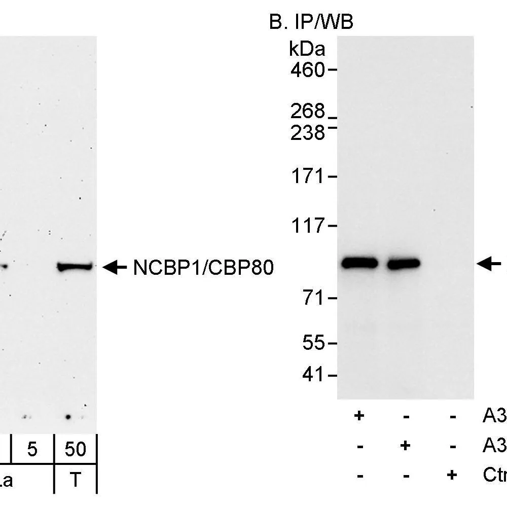 Rabbit anti-NCBP1/CBP80 Antibody, Affinity Purified