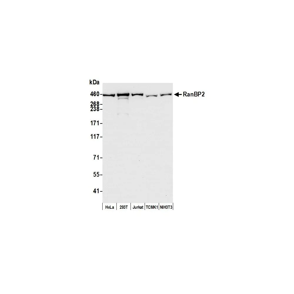 Rabbit anti-RanBP2 Antibody, Affinity Purified