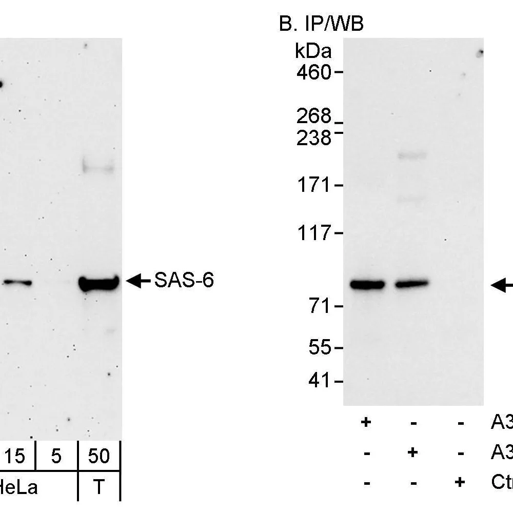 Rabbit anti-SAS-6 Antibody, Affinity Purified