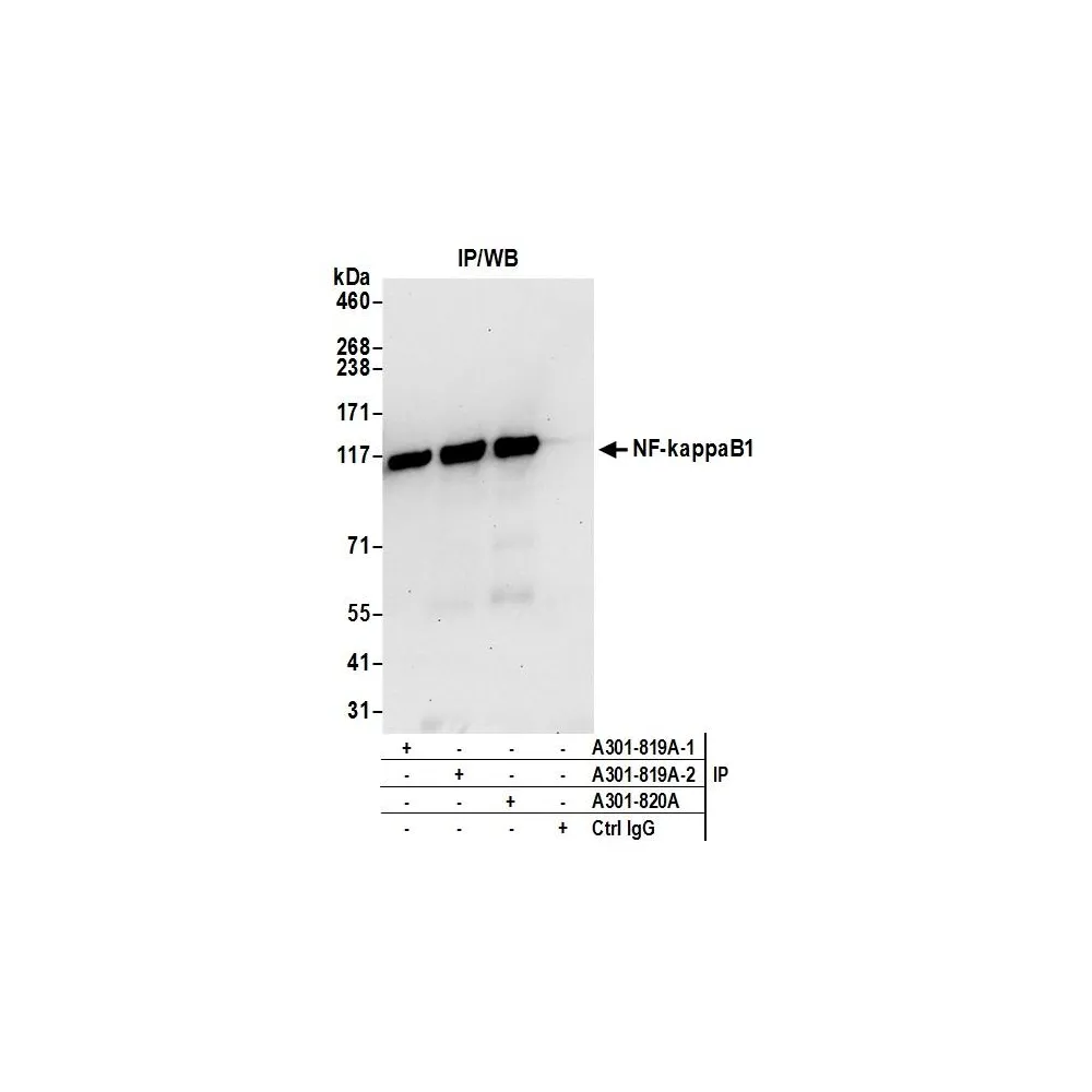 Rabbit anti-NF-kappaB1 Antibody, Affinity Purified