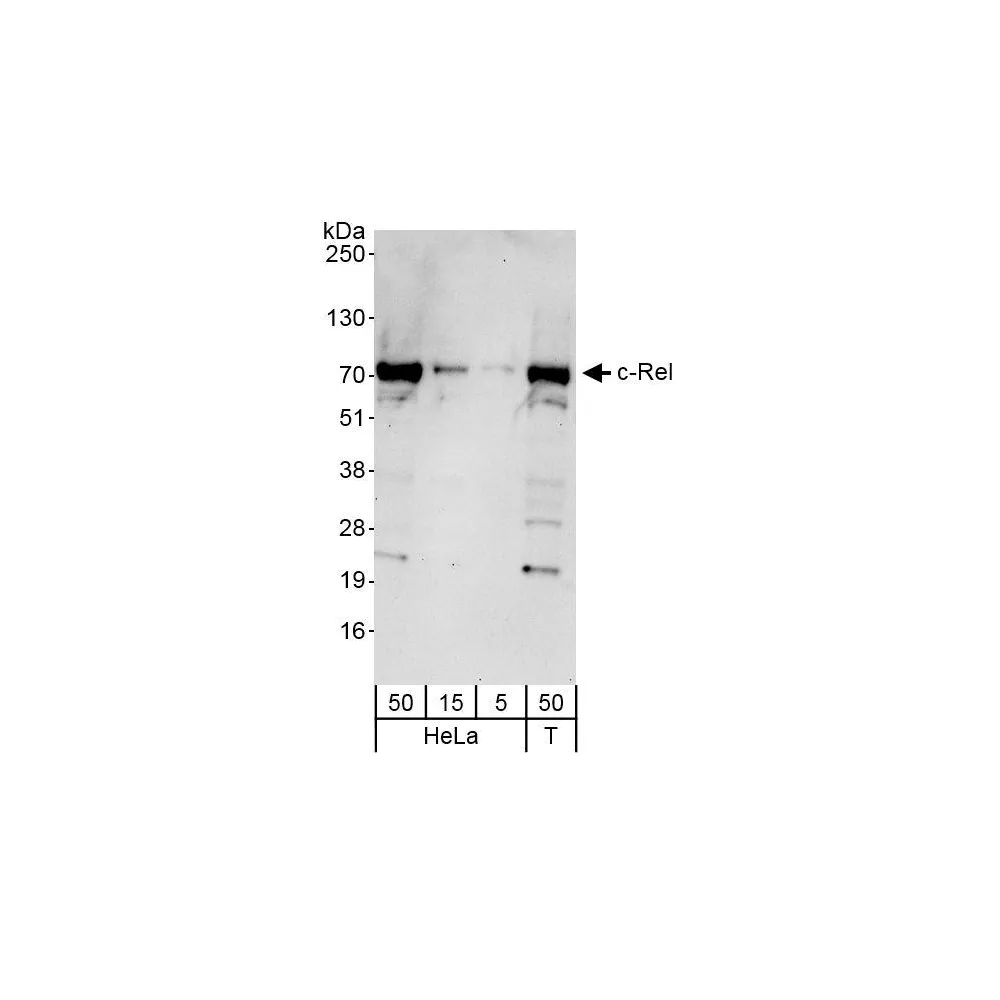 Rabbit anti-c-Rel Antibody, Affinity Purified