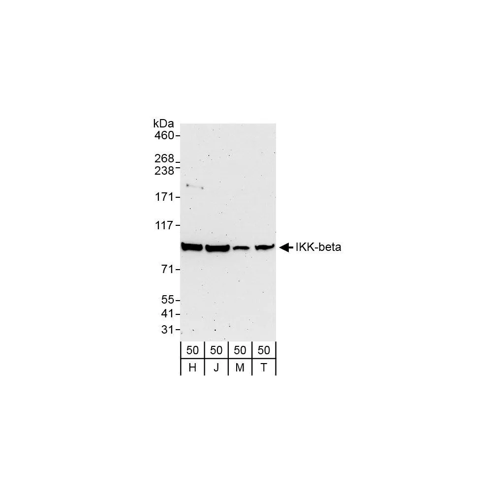 Rabbit anti-IKK-beta Antibody, Affinity Purified