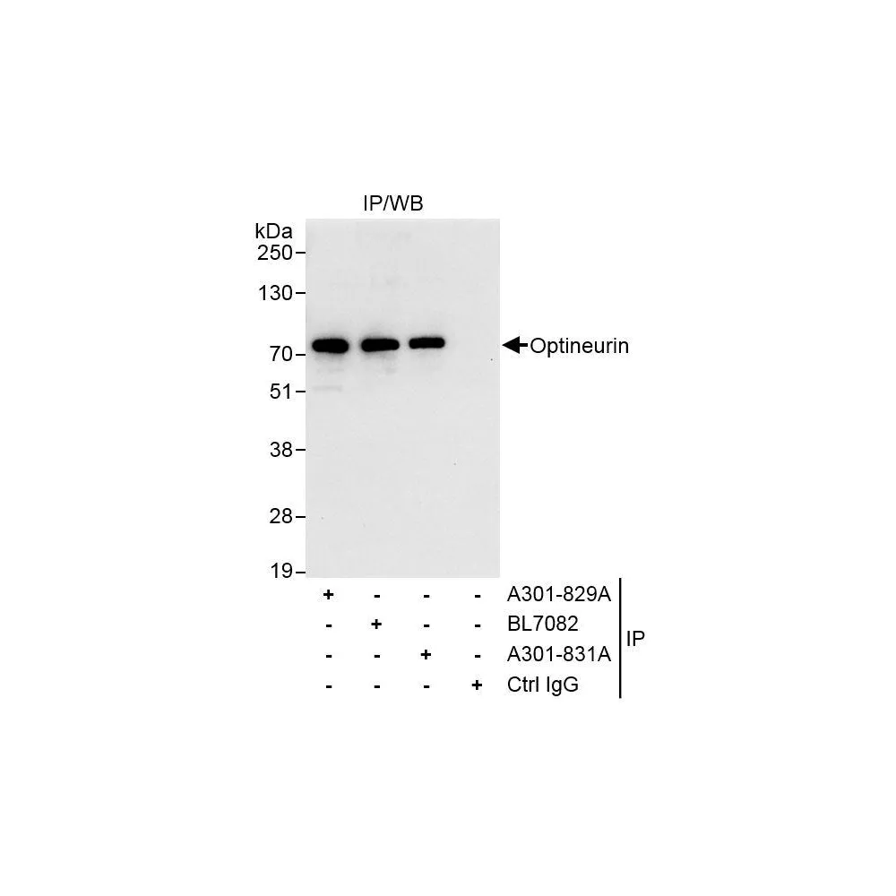 Rabbit anti-Optineurin Antibody, Affinity Purified