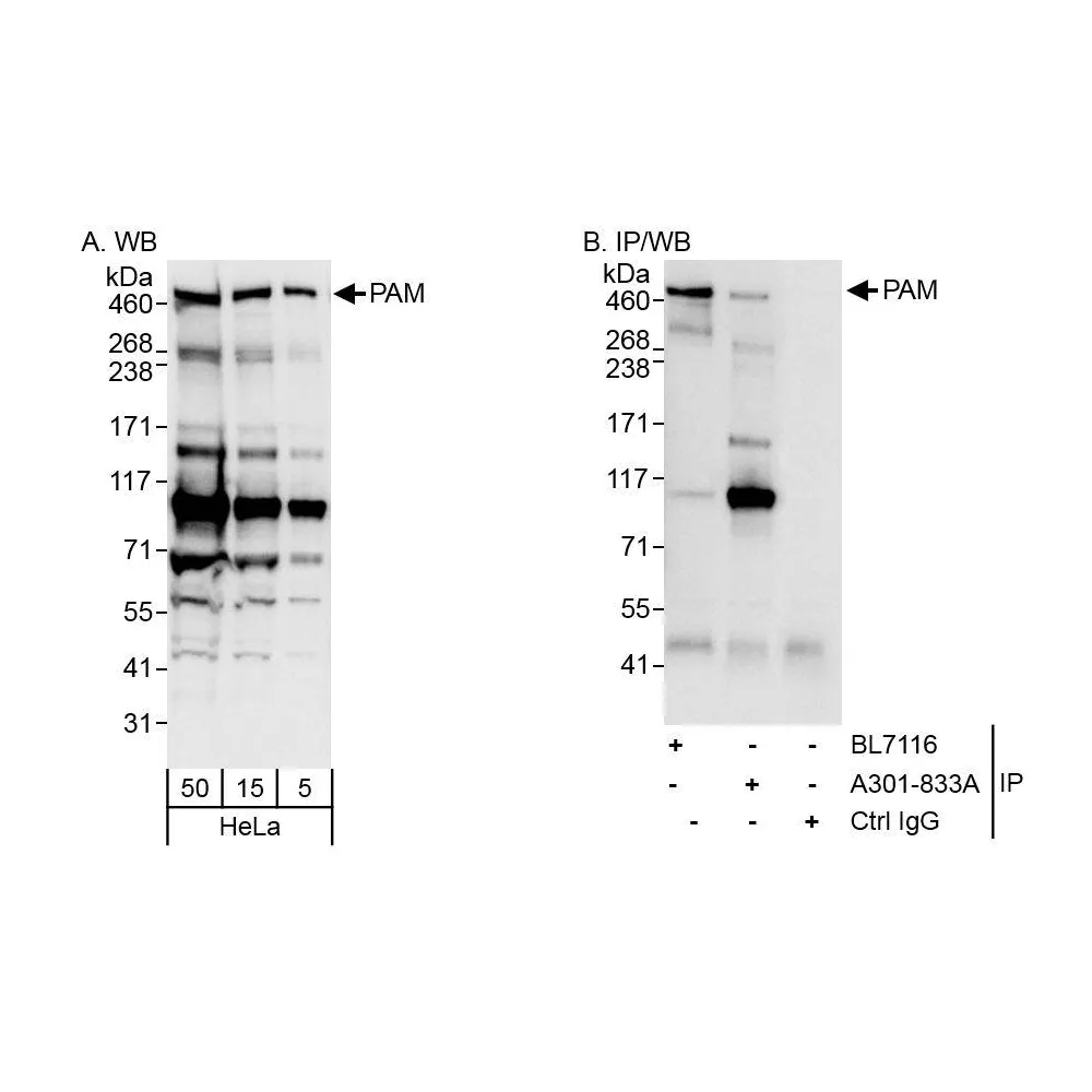 Rabbit anti-PAM Antibody, Affinity Purified