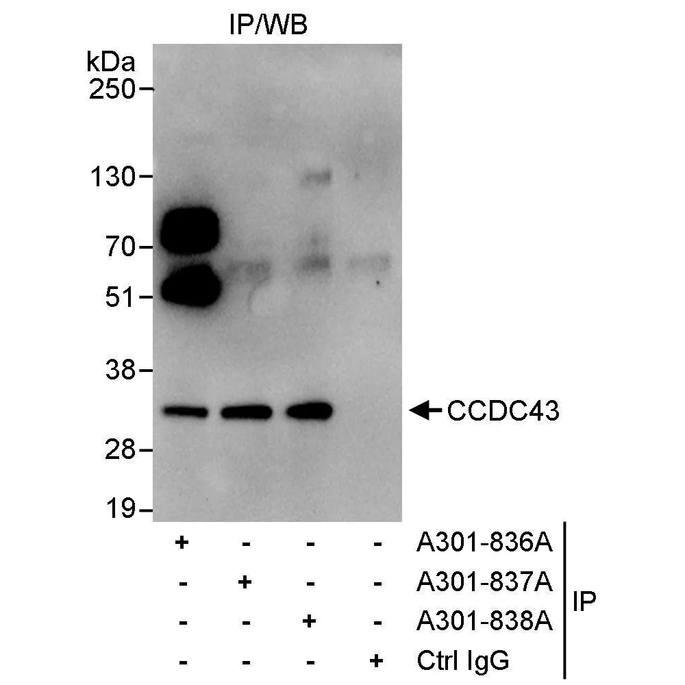 Rabbit anti-CCDC43 Antibody, Affinity Purified