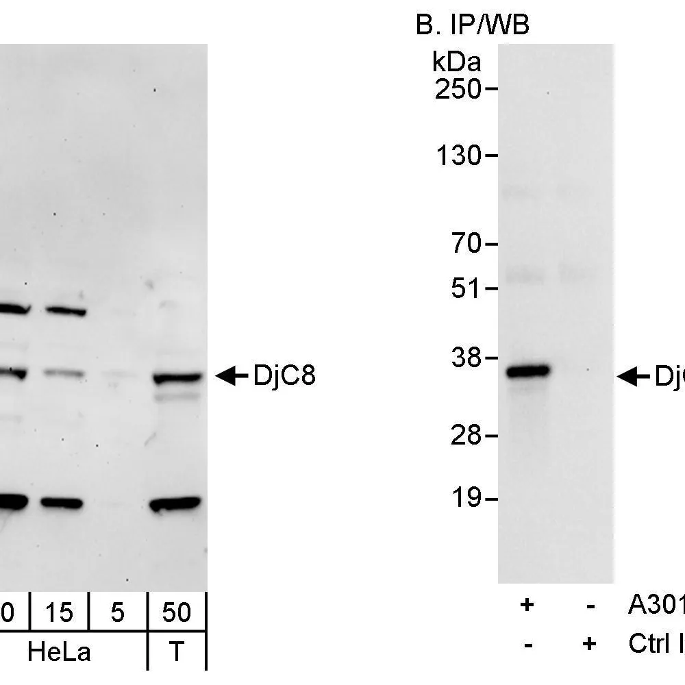Rabbit anti-DjC8 Antibody, Affinity Purified
