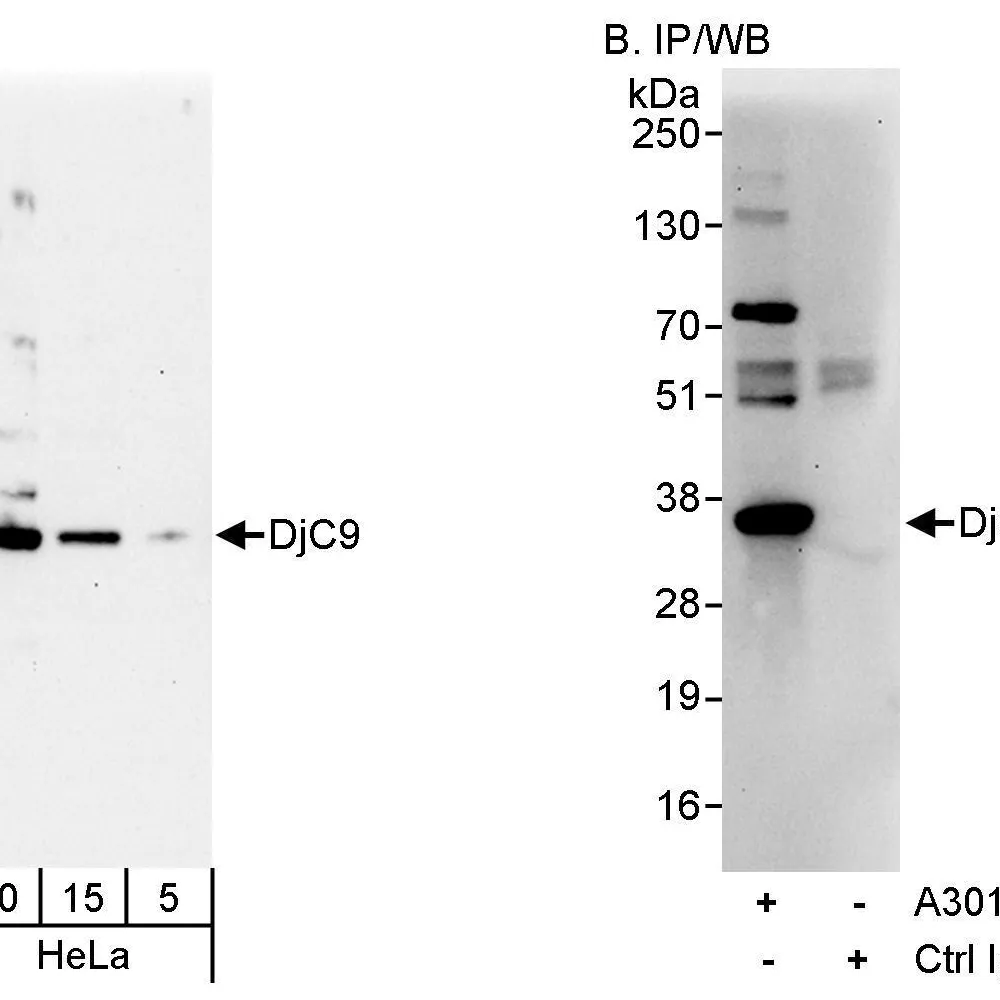 Rabbit anti-DjC9 Antibody, Affinity Purified