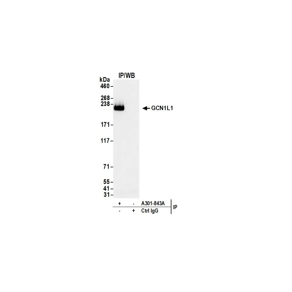 Rabbit anti-GCN1L1 Antibody, Affinity Purified