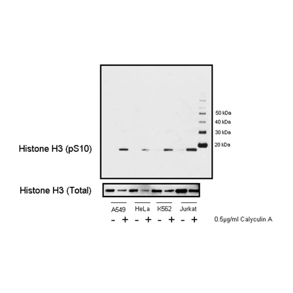 Rabbit anti-Phospho Histone H3 (S10) Antibody, Affinity Purified