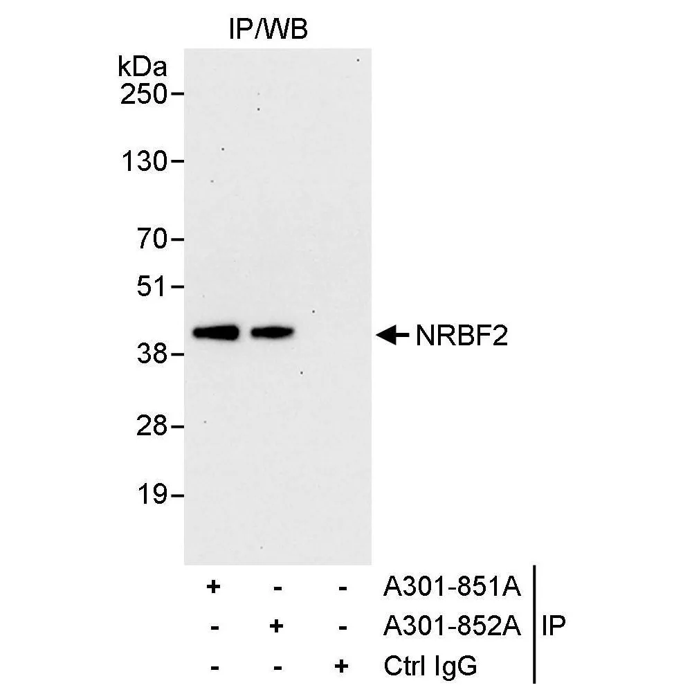 Rabbit anti-NRBF2 Antibody, Affinity Purified
