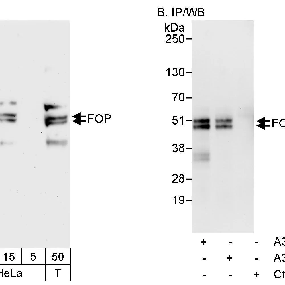 Rabbit anti-FOP Antibody, Affinity Purified