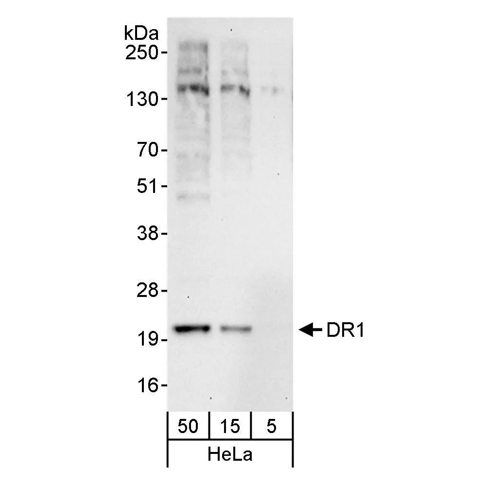Rabbit anti-DR1 Antibody, Affinity Purified