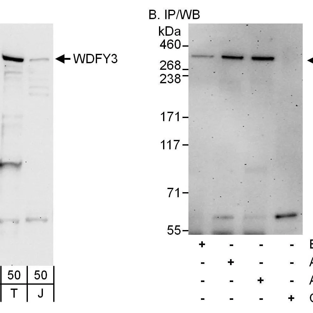 Rabbit anti-WDFY3 Antibody, Affinity Purified