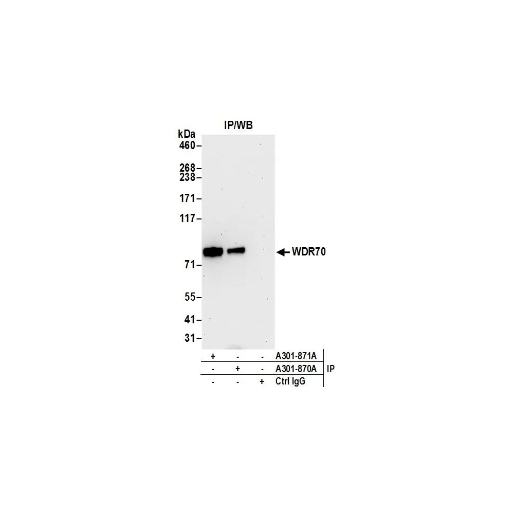 Rabbit anti-WDR70 Antibody, Affinity Purified