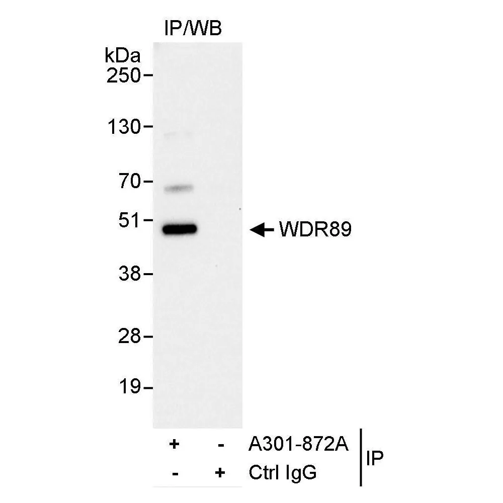 Rabbit anti-WDR89 Antibody, Affinity Purified