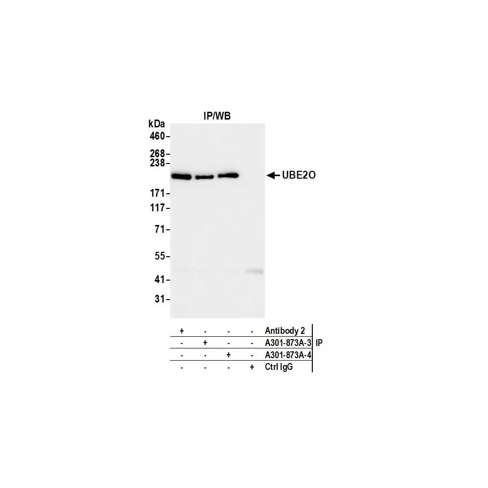 Rabbit anti-UBE2O Antibody, Affinity Purified