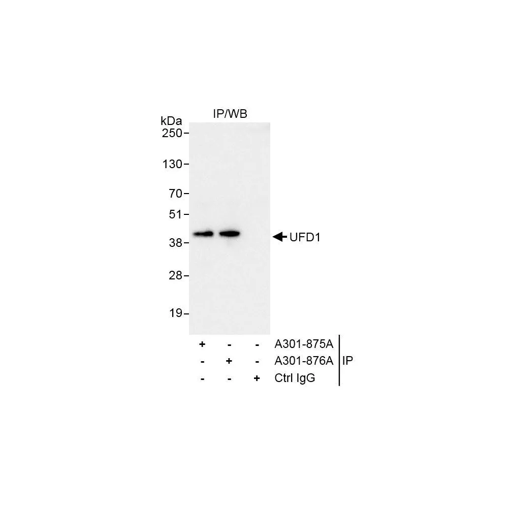 Rabbit anti-UFD1 Antibody, Affinity Purified