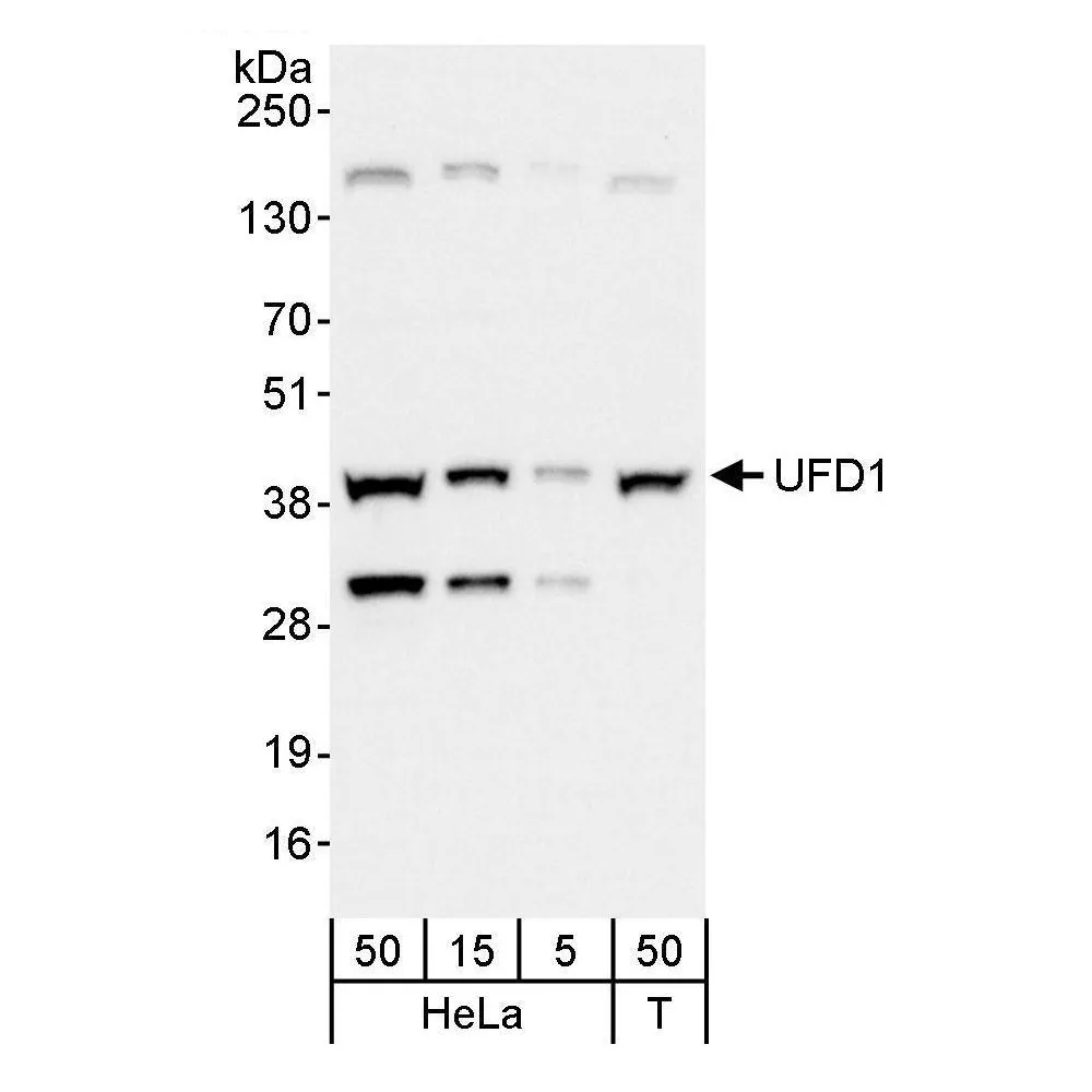 Rabbit anti-UFD1 Antibody, Affinity Purified
