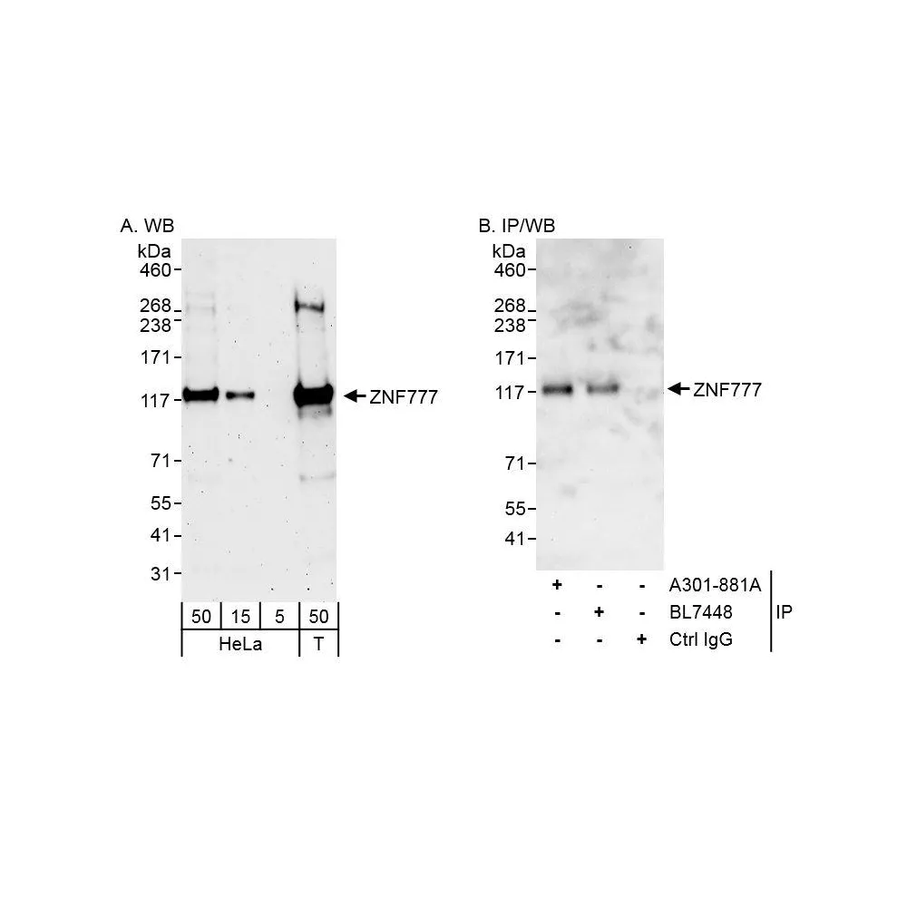 Rabbit anti-ZNF777 Antibody, Affinity Purified