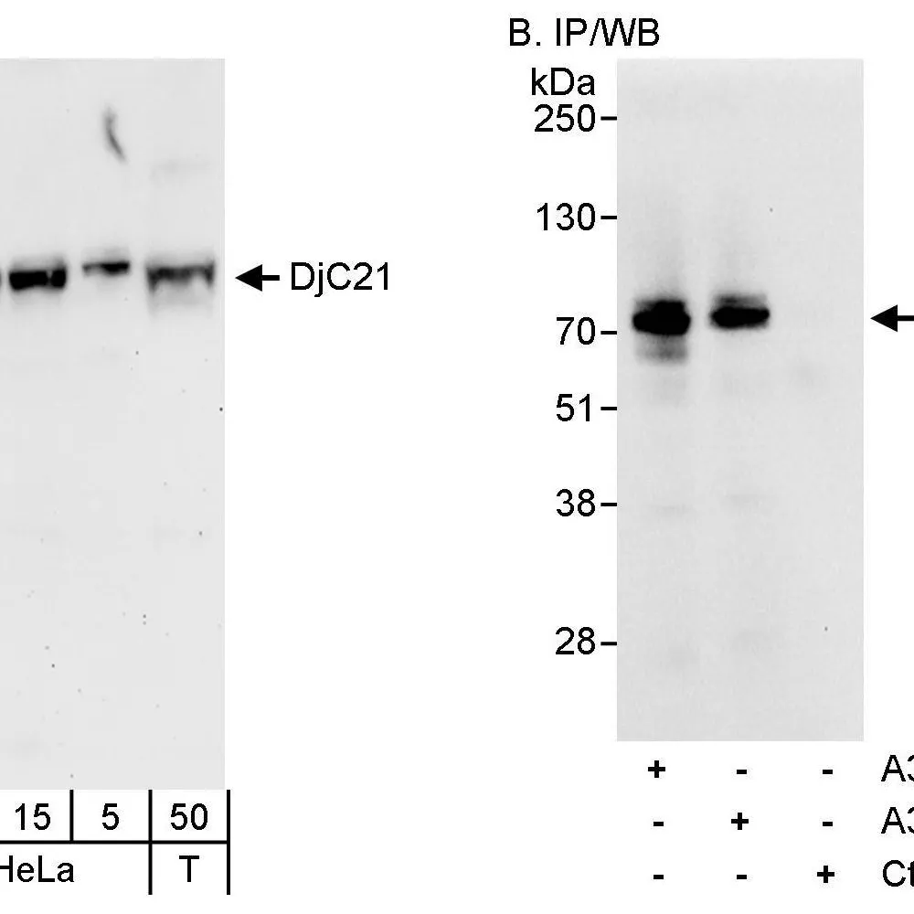 Rabbit anti-DjC21 Antibody, Affinity Purified