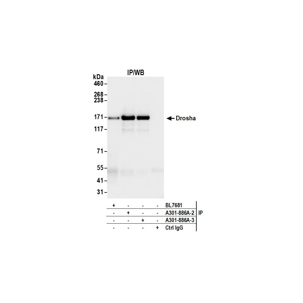 Rabbit anti-Drosha Antibody, Affinity Purified