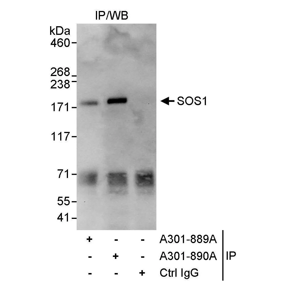 Rabbit anti-SOS1 Antibody, Affinity Purified