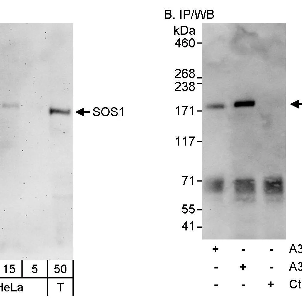 Rabbit anti-SOS1 Antibody, Affinity Purified