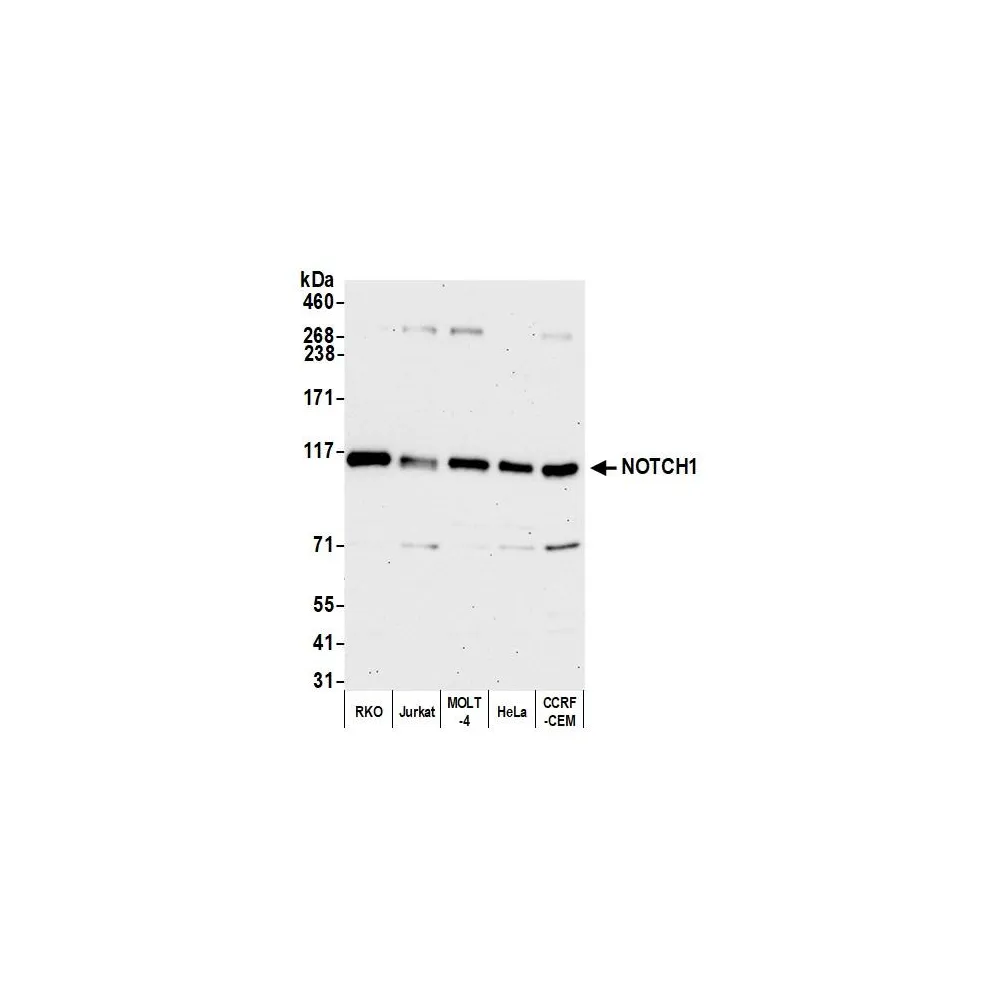 Rabbit anti-Notch1 Antibody, Affinity Purified
