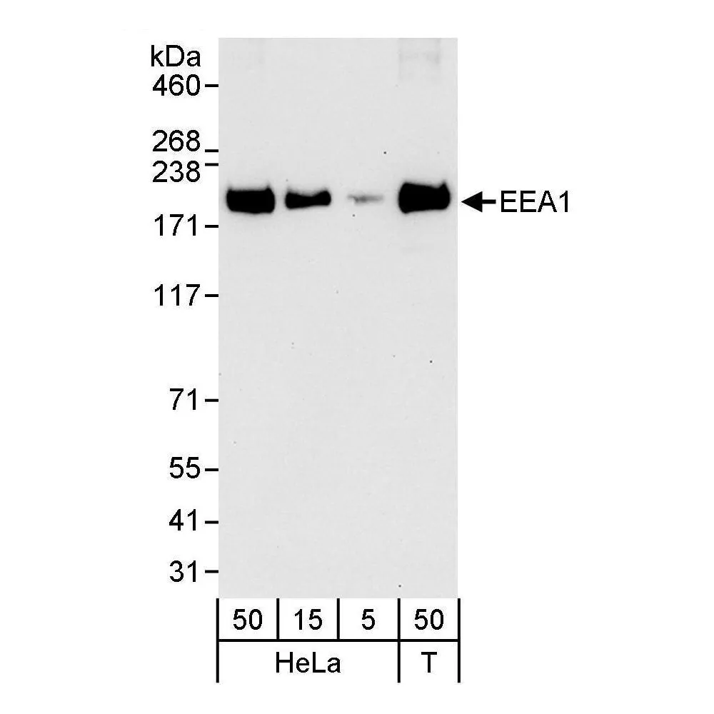 Rabbit anti-EEA1 Antibody, Affinity Purified