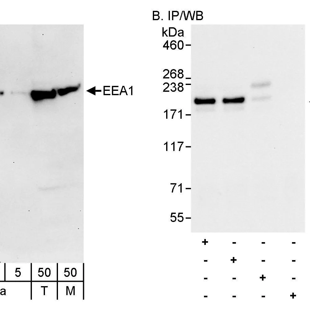 Rabbit anti-EEA1 Antibody, Affinity Purified