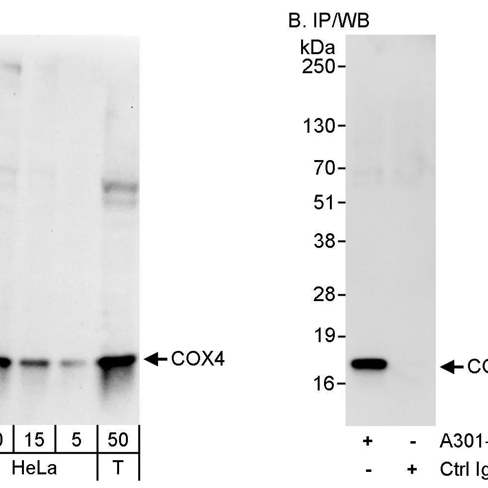 Rabbit anti-COX4 Antibody, Affinity Purified