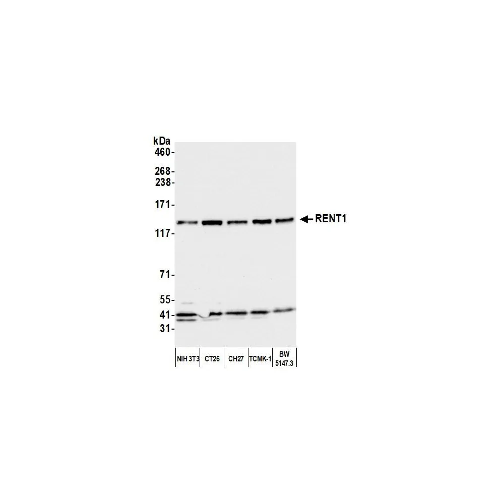 Rabbit anti-RENT1 Antibody, Affinity Purified
