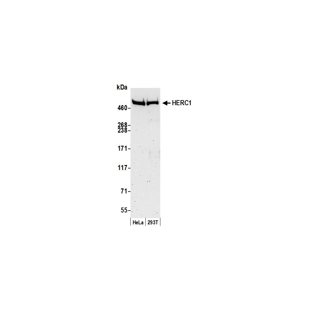 Rabbit anti-HERC1 Antibody, Affinity Purified