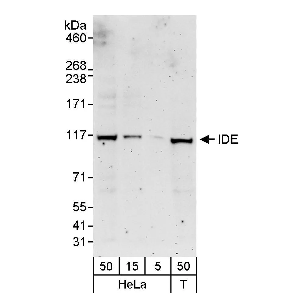 Rabbit anti-IDE Antibody, Affinity Purified