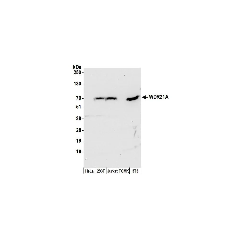 Rabbit anti-WDR21A Antibody, Affinity Purified