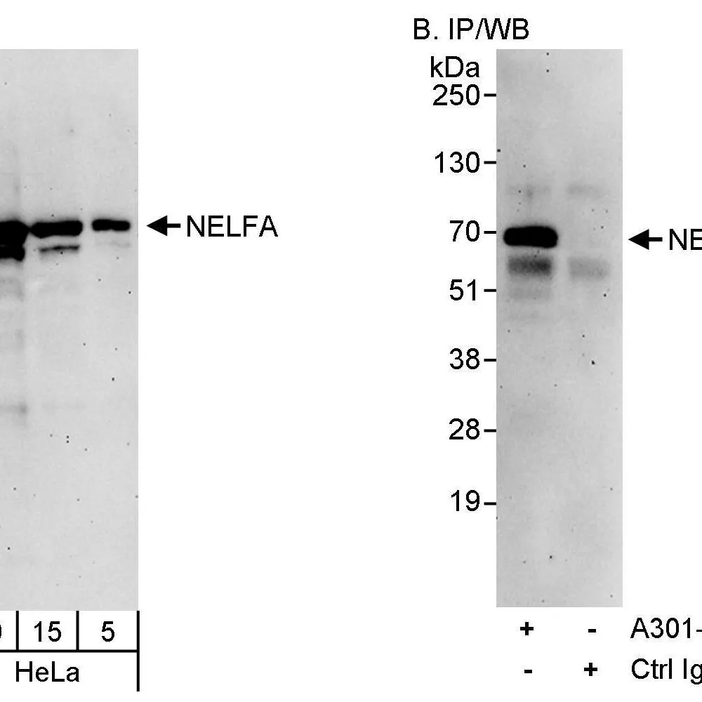 Rabbit anti-NELFA Antibody, Affinity Purified