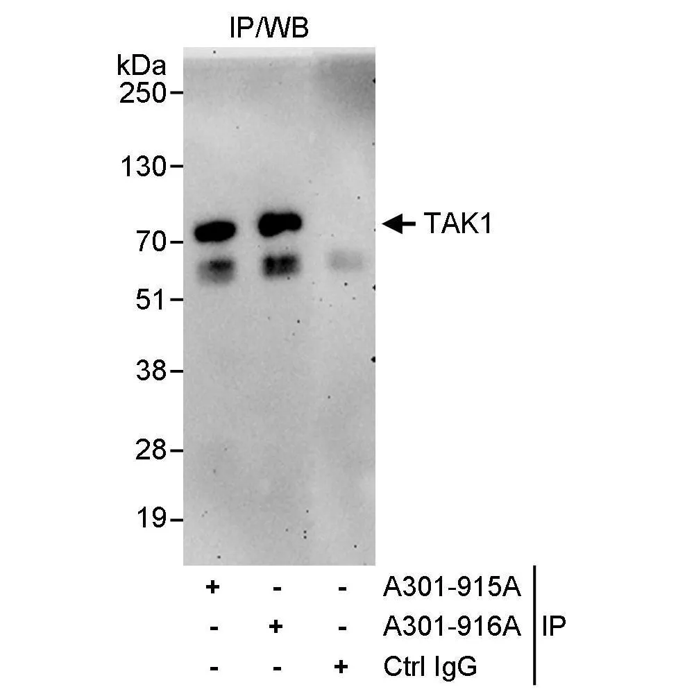 Rabbit anti-TAK1 Antibody, Affinity Purified