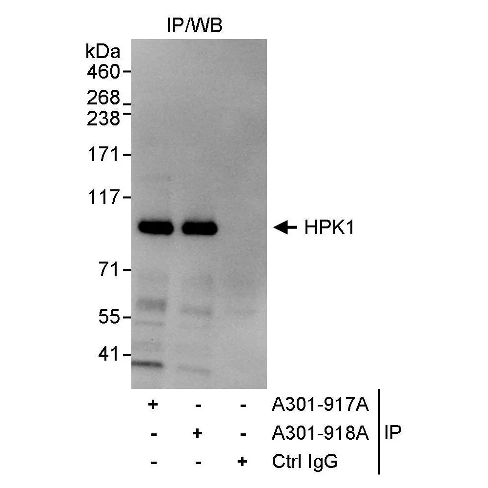 Rabbit anti-HPK1 Antibody, Affinity Purified